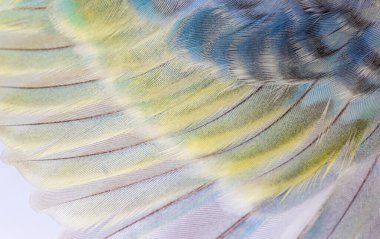 Macro of blue rainbow feathers of a budgerigar bird