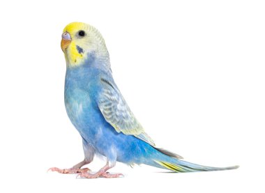 Profile of a blue rainbow Budgerigar bird, isolated on white