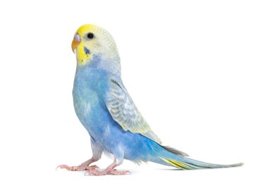 Profile of a blue rainbow Budgerigar bird, isolated on white