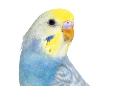 Close-up of a Blue rainbow Budgerigar bird head, isolated on white