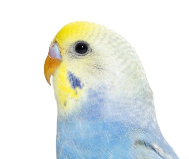 Close-up of a Blue rainbow Budgerigar bird head, isolated on white