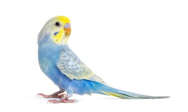 Profile of a blue rainbow Budgerigar bird, isolated on white