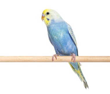 Blue rainbow Budgerigar bird on a wooden perch, isolated on white