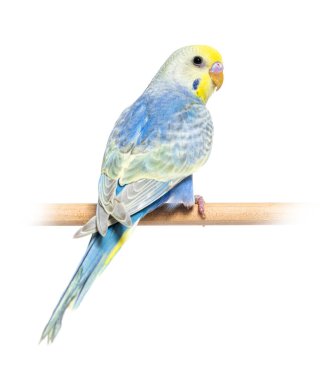 Rear view of a blue rainbow Budgerigar bird on a wooden perch, isolated on white