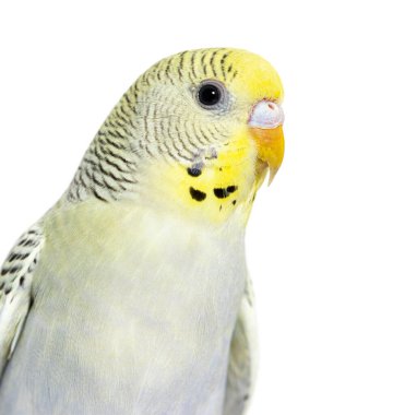 Portrait, head shot, grey rainbow Budgeriar isolated on white