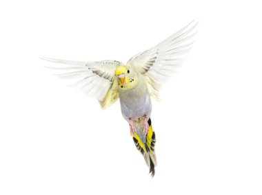 grey rainbow Budgerigar bird flying wings spread, isolated on white