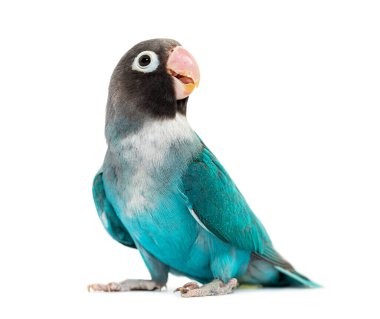 Black Cheecked Lovebird, Agapornis Nigrigenis,  Blue mutation clipart