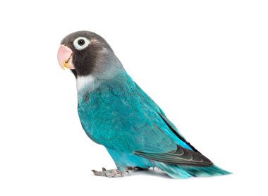 Black Cheecked Lovebird, Agapornis Nigrigenis,  Blue mutation