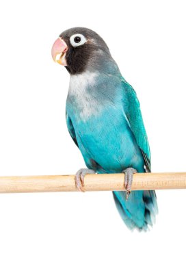 Black Cheecked Lovebird on a wooden perch,  Blue mutation, isolated on white