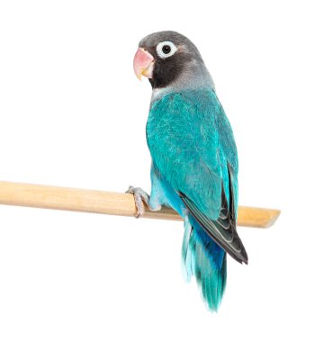 Black Cheecked Lovebird perched on a wooden stick