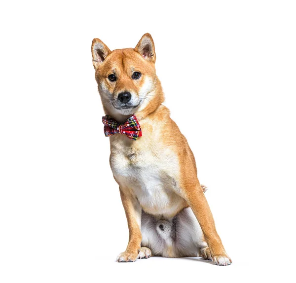 Shiba Inu Dog Wearing Collar Dog Sitting Isolated White — Fotografia de Stock