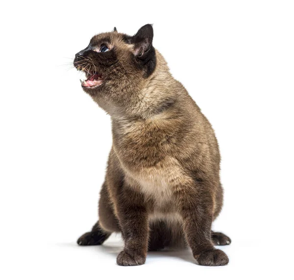 Angry Crossbreed Cat Showing Its Teeth Isolated White — Stock Photo, Image