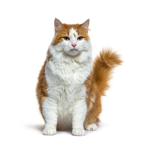 Longhaired Red White Crossbreed Cat Sitting Isolated White — Zdjęcie stockowe