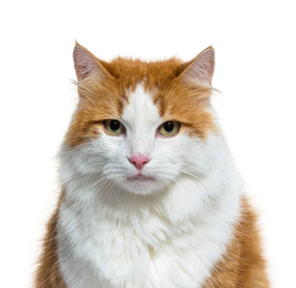 Head Shot Longhaired Red White Crossbreed Cat Isolated White — Photo