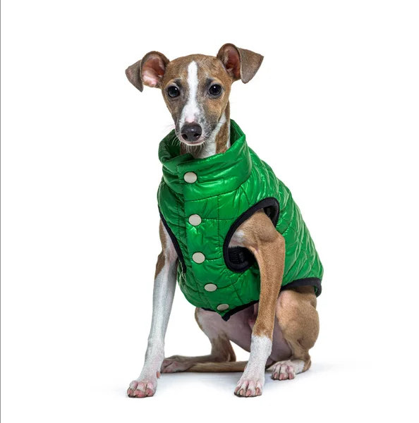 Italian Greyhound Piccolo Levriero Italiano Italian Wearing Soft Big Green — Zdjęcie stockowe