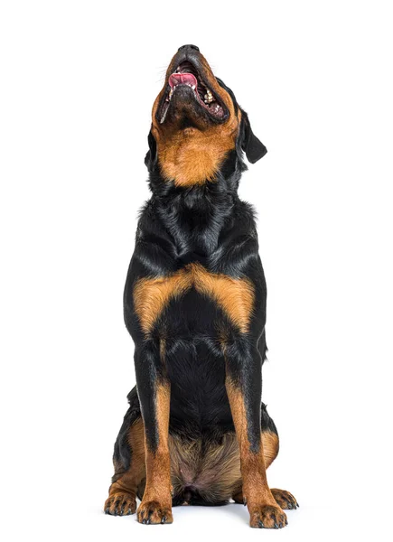 Young Rottweiler Sitting Front Looking Showing Tongue Theet Isolated White — Stock fotografie