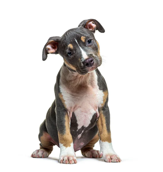 Puppy American Staffordshire Terrier Sitting Front Amstaff Isolated White — Photo