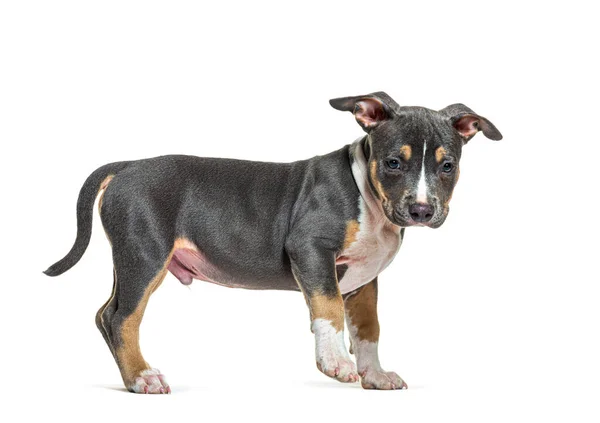 Side View Puppy American Staffordshire Terrier Amstaff Isolated White — Stock fotografie