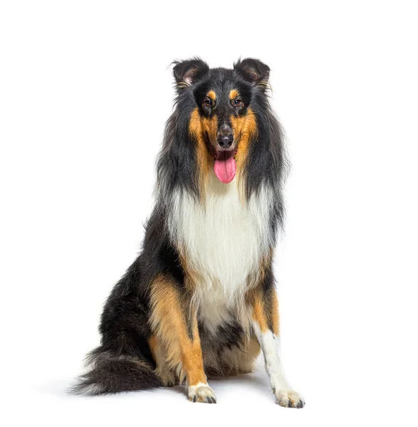 Panting Rough Collie Dog Sit Front Looking Camera Isolated White — Fotografia de Stock