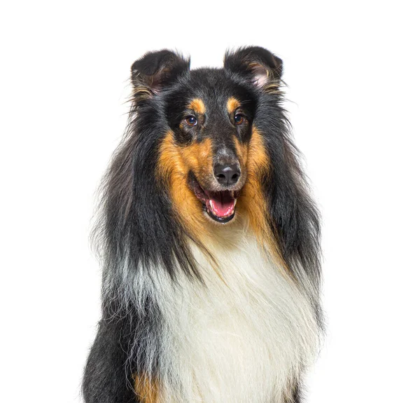 Head Shoit Rough Collie Dog Panting Isolated White — 图库照片