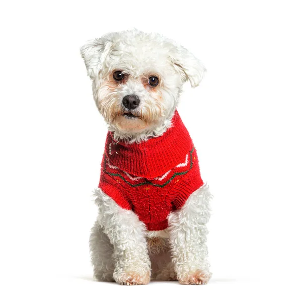 Bichon Frise Sitting Looking Camera Wearing Red Woollen Coat Isolated — Photo