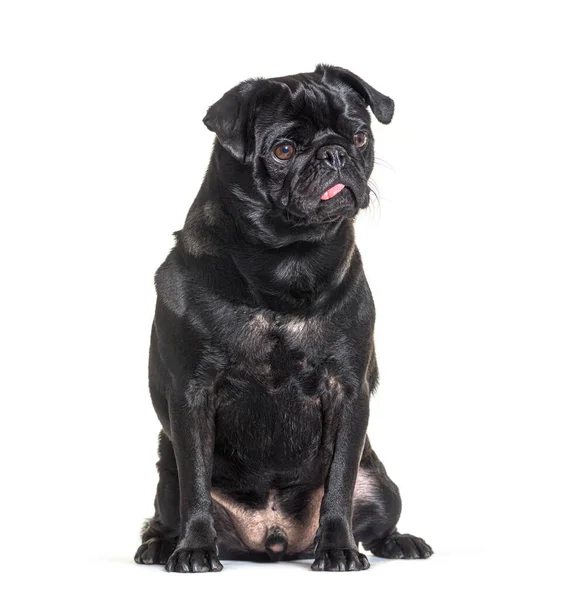 Black Pug Dog Sit Front Showing Its Tongue Isolated White — Zdjęcie stockowe