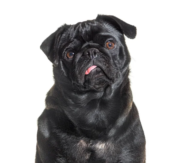 Portrait Black Pug Dog Facing Showing Its Tongue Isolated White — Stock fotografie