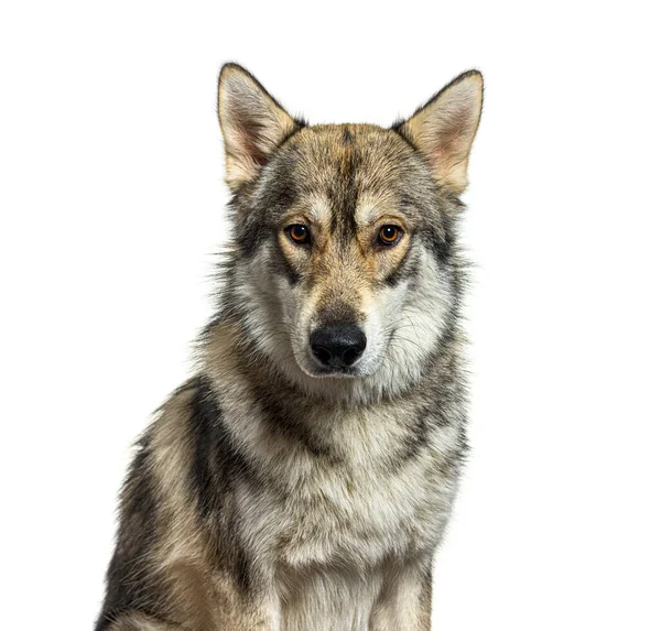 Potrtrait American Wolfdog Eight Months Old Looking Tha Camera Isolated — Stock Photo, Image