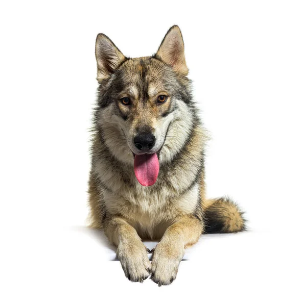 Λαχάνιασμα Που Βρίσκεται Κάτω Αμερικανική Wolfdog Οκτώ Μηνών Απομονώνονται Λευκό — Φωτογραφία Αρχείου