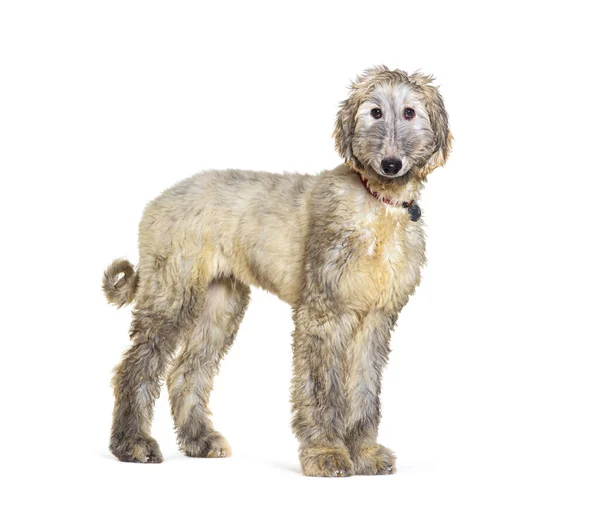 Young Afghan Hound Isolated White — Stock Photo, Image