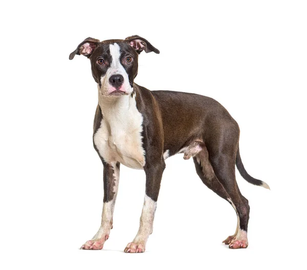 Amstaff Standing Front Isolated White — Photo