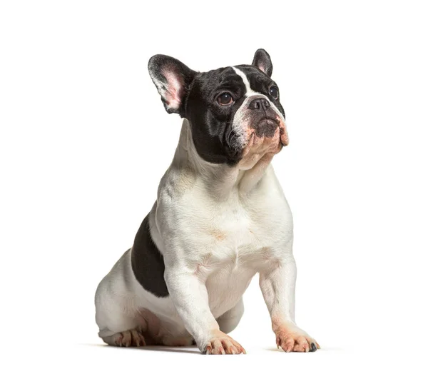 Black White French Bulldog Isolated White — Stockfoto