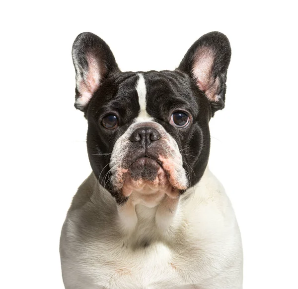 Head Shot Black White French Bulldog Isolated White —  Fotos de Stock