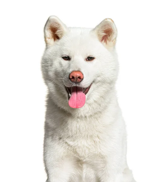 Portrait Head Shot White Akita Inu Panting Isolated White — Stock Photo, Image