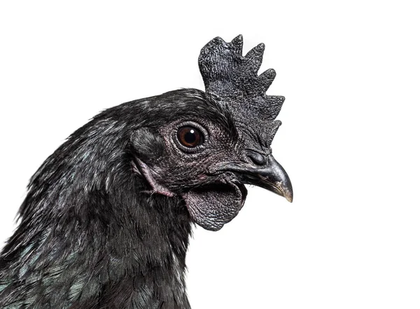 Πυροβολισμός Στο Κεφάλι Της Κότας Ayam Cemani Απομονωμένη Στα Λευκά — Φωτογραφία Αρχείου