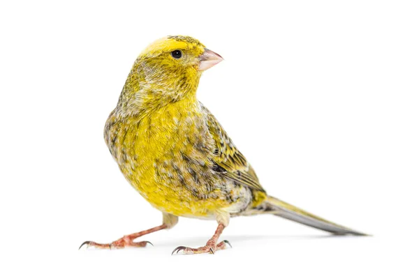 Kanarienvogel Stehend Eidechsenmutation Isoliert Auf Weiß — Stockfoto