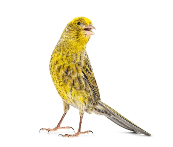 Lizzard Canary Tweeting Looking Camera Isolated White — Foto de Stock