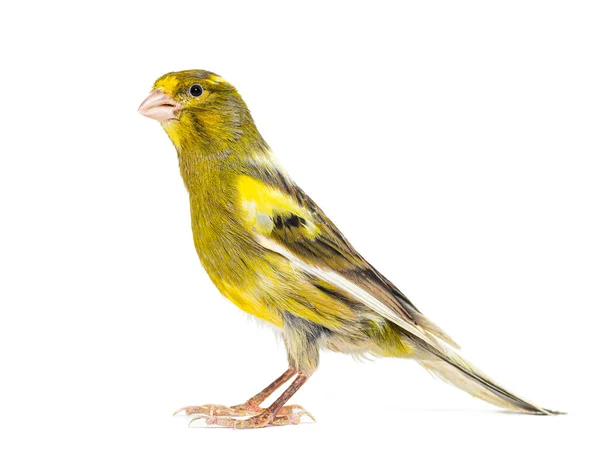 Side View Portrait Pied Canary Isolated White — Stock Photo, Image