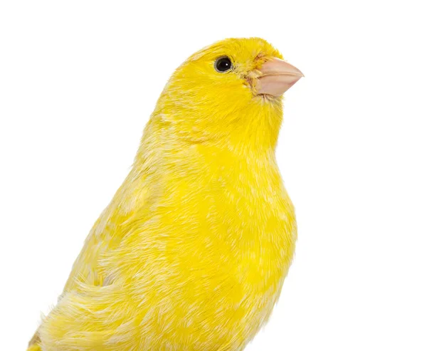 Close Yellow Canary Isolated White — ストック写真