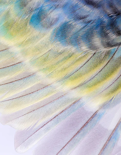 Macro Blue Rainbow Feathers Budgerigar Bird — Fotografia de Stock
