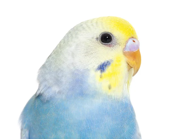 Close Blue Rainbow Budgerigar Bird Head Isolated White — Stockfoto