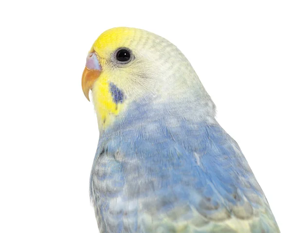 Close Blue Rainbow Budgerigar Bird Head Isolated White —  Fotos de Stock