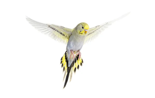 Grey Rainbow Budgerigar Bird Flying Wings Spread Isolated White — Foto Stock