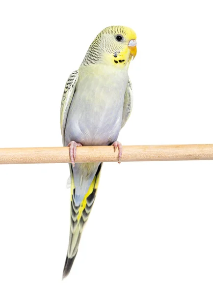 Black Cheecked Lovebird Perched Wooden Stick Agapornis Nigrigenis Blue Mutation — Stock Photo, Image