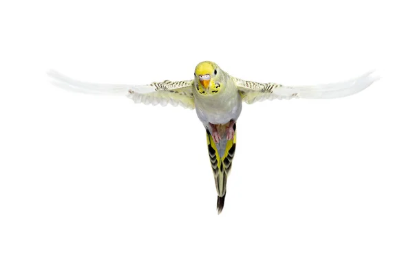Grey Rainbow Budgerigar Bird Flying Wings Spread Isolated White — Zdjęcie stockowe