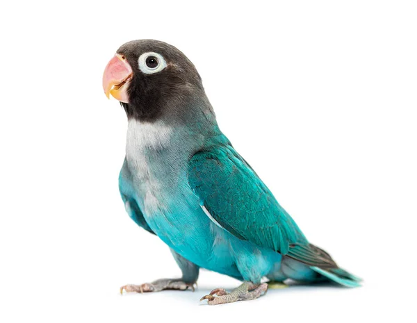 Black Cheecked Lovebird Agapornis Nigrigenis Blue Mutation — Foto de Stock