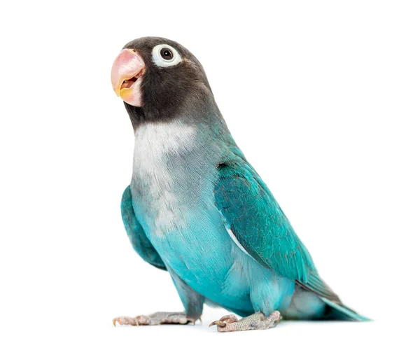 Black Cheecked Lovebird Agapornis Nigrigenis Blue Mutation — Zdjęcie stockowe