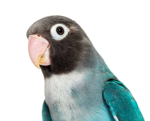 Black Cheecked Lovebird Agapornis Nigrigenis Blue Mutation — Stock Photo, Image