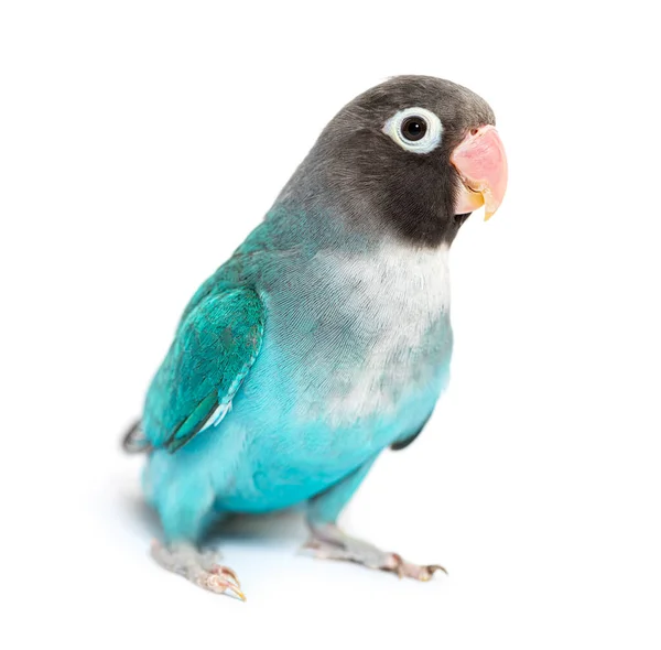 Black Cheecked Lovebird Perched Wooden Stick — Fotografia de Stock