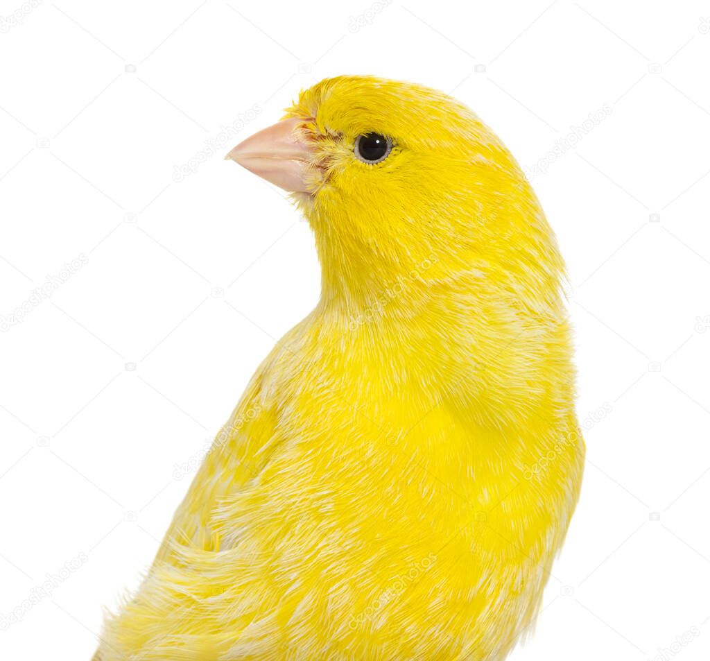 Close-up of a yellow canary isolated on white